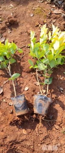 高度20厘米金森女贞