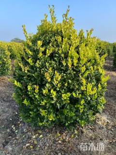 冠幅100厘米金森女贞球