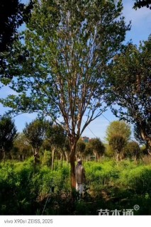 13公分高杆紫薇