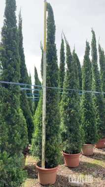 高度300厘米龙柏柱