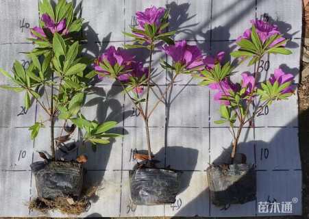 高度30厘米毛鹃