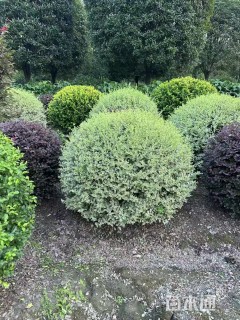 冠幅100厘米银姬小蜡球