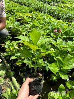 高度40厘米绣球