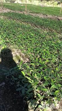 高度80厘米木荷小苗