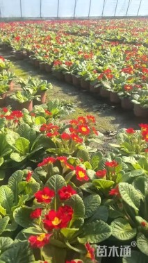 高度10厘米报春花