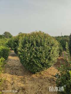 冠幅180厘米金叶女贞球