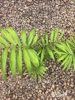 裸干高10厘米富贵椰子