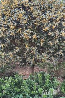 15公分小叶金桂