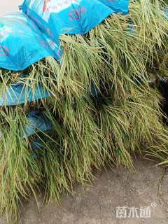 高度24厘米金叶菖蒲