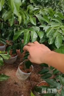 高度50厘米黄皮