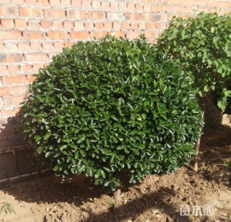 高度1400厘米大叶黄杨