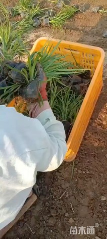 高度10厘米麦冬