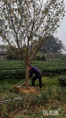 12公分日本晚樱