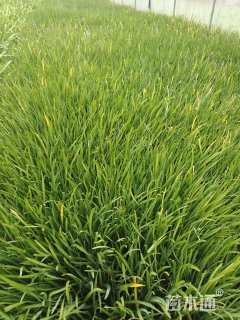 高度25厘米紫娇花