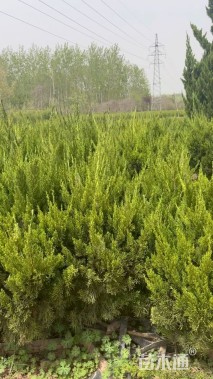 冠幅100厘米龙柏球