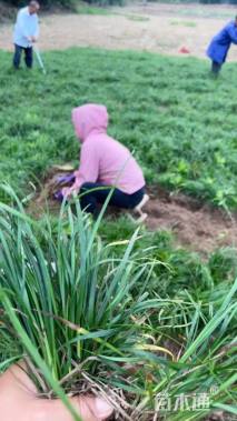 高度20厘米细叶麦冬草