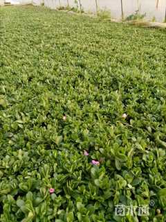 高度6厘米太阳花