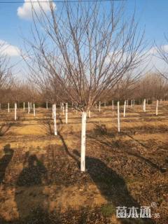 10公分染井吉野樱