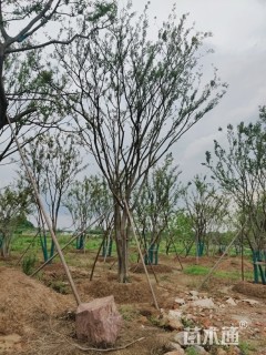 60公分丛生朴树