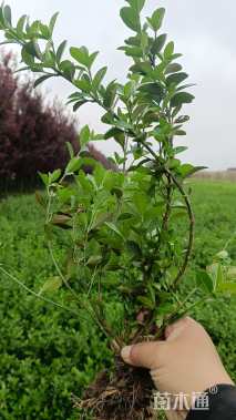 冠幅15厘米卫矛球