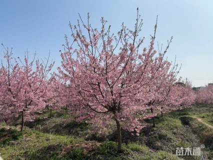 12公分红粉佳人樱