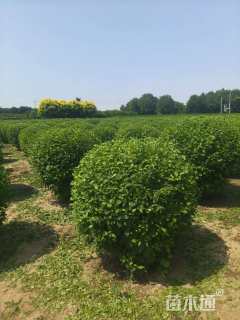冠幅100厘米榆叶梅球