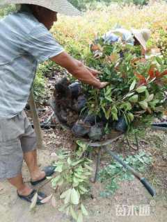 0.5公分红叶石楠