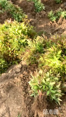 高度11厘米南天竹小苗