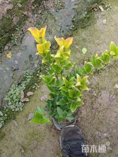 高度25厘米金森女贞