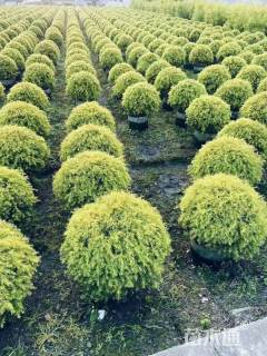 冠幅150厘米千层金球