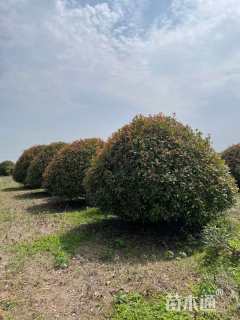 冠幅180厘米红叶石楠球