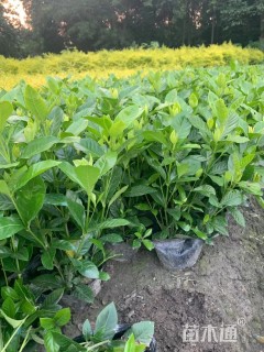 高度25厘米栀子花