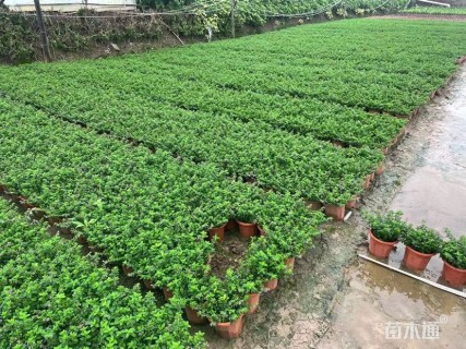 高度25厘米满天星