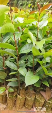 0.5公分红花油茶