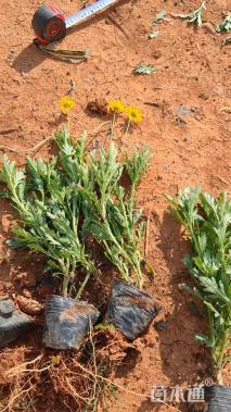 高度20厘米木春菊