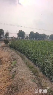 高度80厘米大叶黄杨