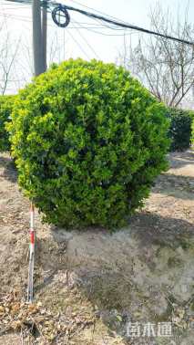 冠幅120厘米大叶黄杨球