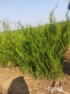 高度40厘米龙柏小苗