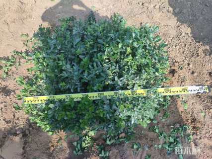 高度40厘米大叶黄杨