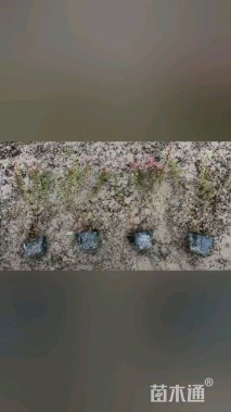 高度30厘米小丑火棘