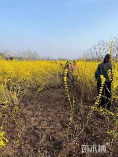 高度150厘米连翘