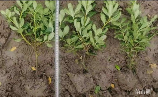 高度30厘米海桐