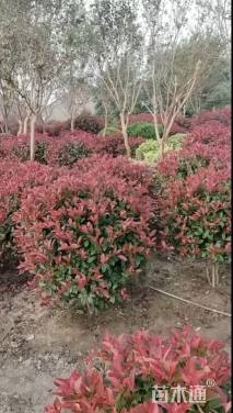 冠幅250厘米红叶石楠球