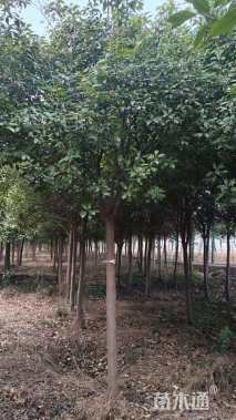 12公分高杆红叶石楠