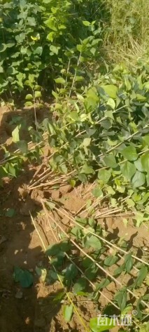 高度70厘米丁香