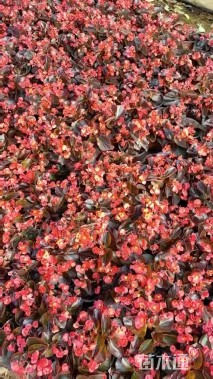 高度20厘米四季海棠