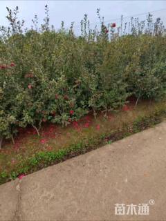 高度120厘米茶梅