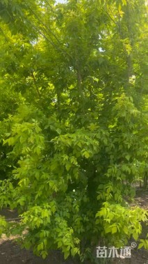 10公分金叶复叶槭