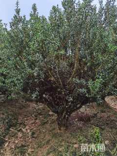 高度130厘米黄杨