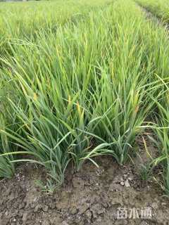 高度30厘米马莲